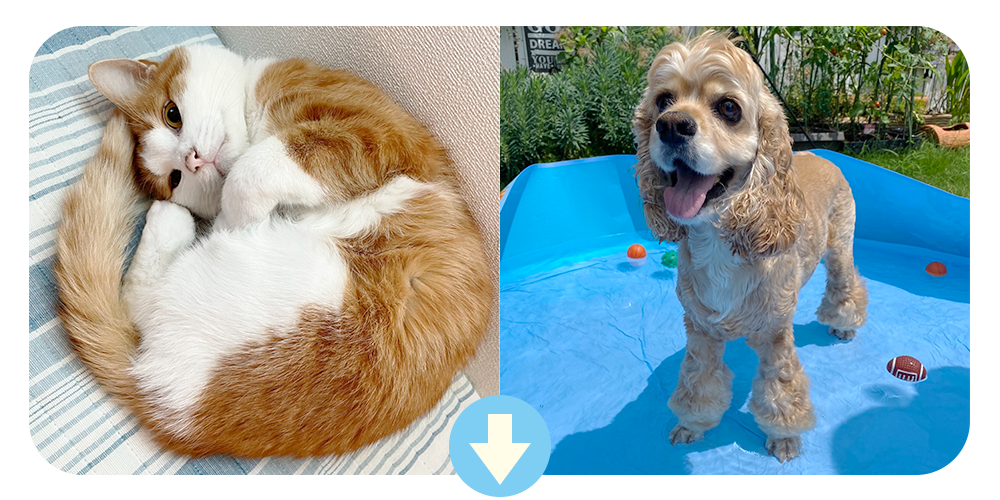 犬と猫